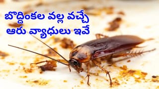 Snake Prevention: ఈ ఒక్క వేరు మీ ఇంటి గుమ్మంలో ఉంటే.. పాములకు దడే.. దరిదాపుల్లోకి కూడా రావు!