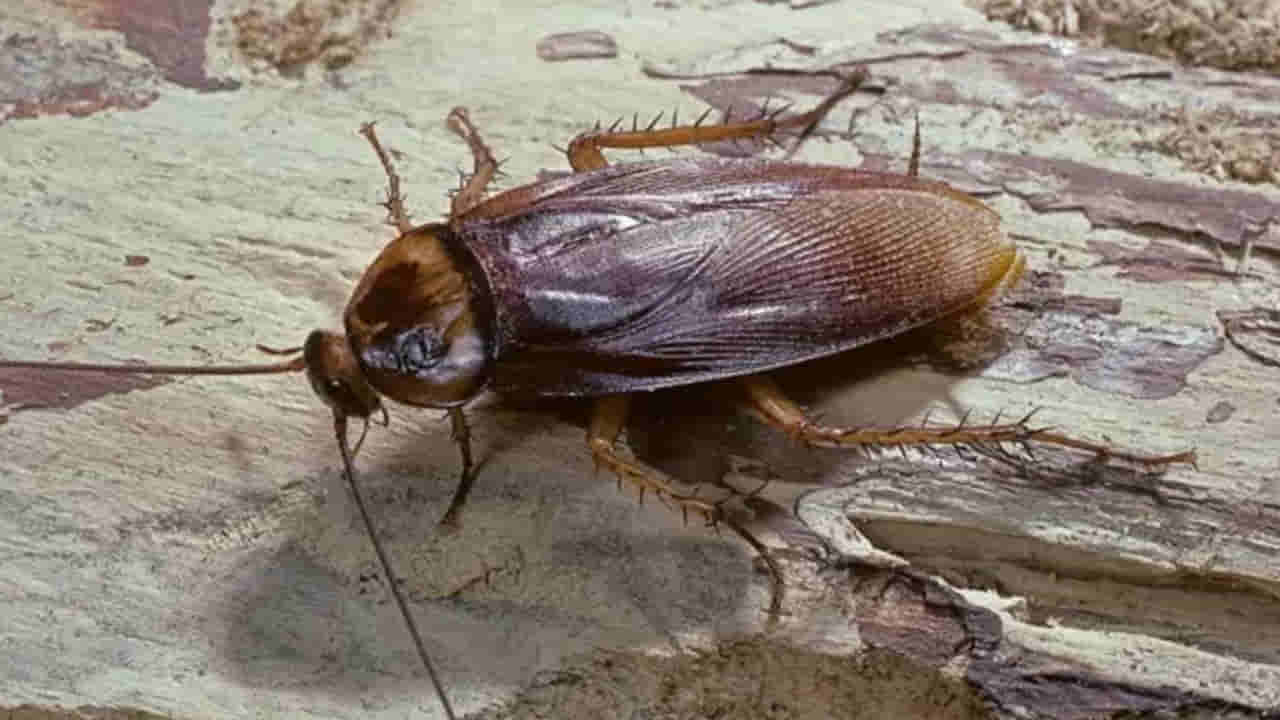 Cockroaches: బొద్దింకలతో జర భద్రం..! లైట్ తీసుకున్నారంటే.. భయంకరమైన రోగాలకు స్వాగతం పలికినట్టే..