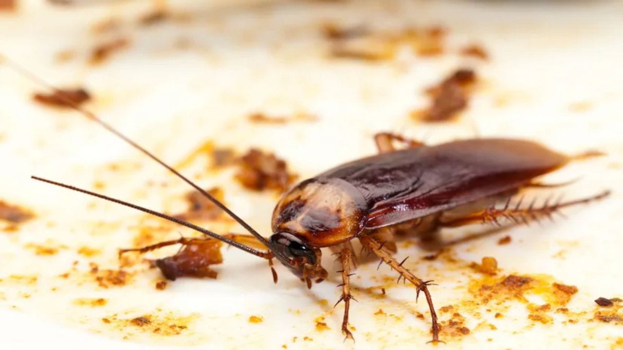 దీనితో పాటు ఒక చెంచా నీరు తీసుకోవాలి. ఈ నాలుగు పదార్థాలను బాగా కలుపుకోవాలి. ఒక కాటన్ ప్యాడ్ తీసుకొని ఈ మిశ్రమంలో ముంచి సింక్, బాత్రూమ్, వాష్ బేసిన్లో ఉంచండి. కాటన్ ప్యాడ్లను ఇంటి మూలల్లో కూడా ఉంచాలి.