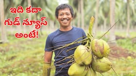 కొబ్బరి రైతులకు గుడ్‌న్యూస్ ..MSP పెంపునకు కేంద్రం గ్రీన్‌సిగ్నల్