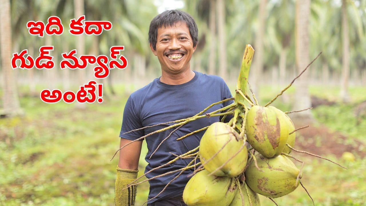 కొబ్బరి రైతులకు గుడ్‌న్యూస్ .. మద్దతు ధర పెంపునకు కేంద్రం గ్రీన్‌ సిగ్నల్.. క్వింటాల్‌పై ఎంతంటే?