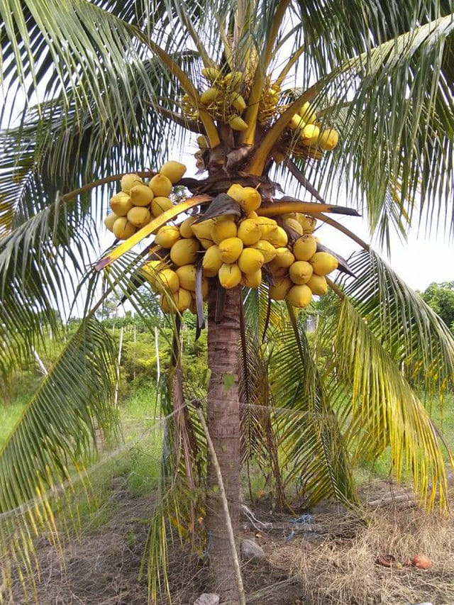 మీ ఇంటి ముందు కొబ్బరి చెట్టు పెంచారంటే.. అదృష్టం మీ తలుపు తట్టినట్టే..