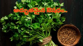 కొత్తిమీరే కదా అని లైట్ తీసుకుంటున్నారా..? ఆరోగ్యానికి దివ్యౌషధం!