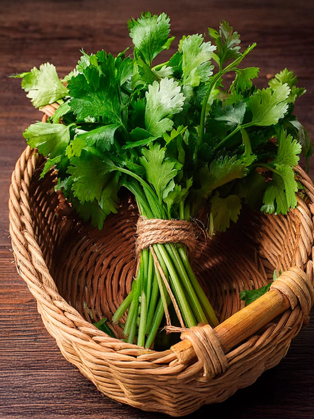 కొత్తిమీర ఆకులు నేరుగా తింటే ఏమవుతుంది?