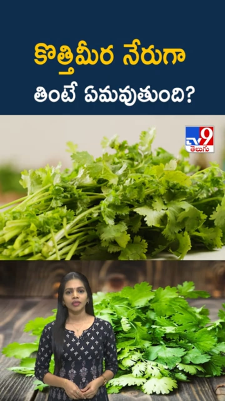 Coriander: కొత్తిమీర ఆకులు పచ్చిగా తింటే ఏమవుతుందో తెలుసా..?
