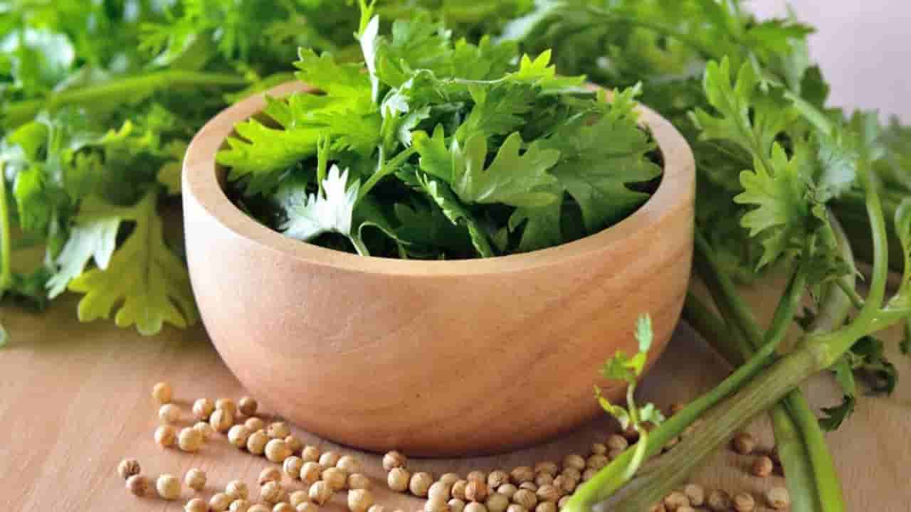 కొత్తమీర త్వరగా వాడిపోతుందా?.. ఈ సింపుల్ టిప్స్ పాటిస్తే వారం రోజులైనా ఫ్రెష్గా ఉంచుకోవచ్చు!