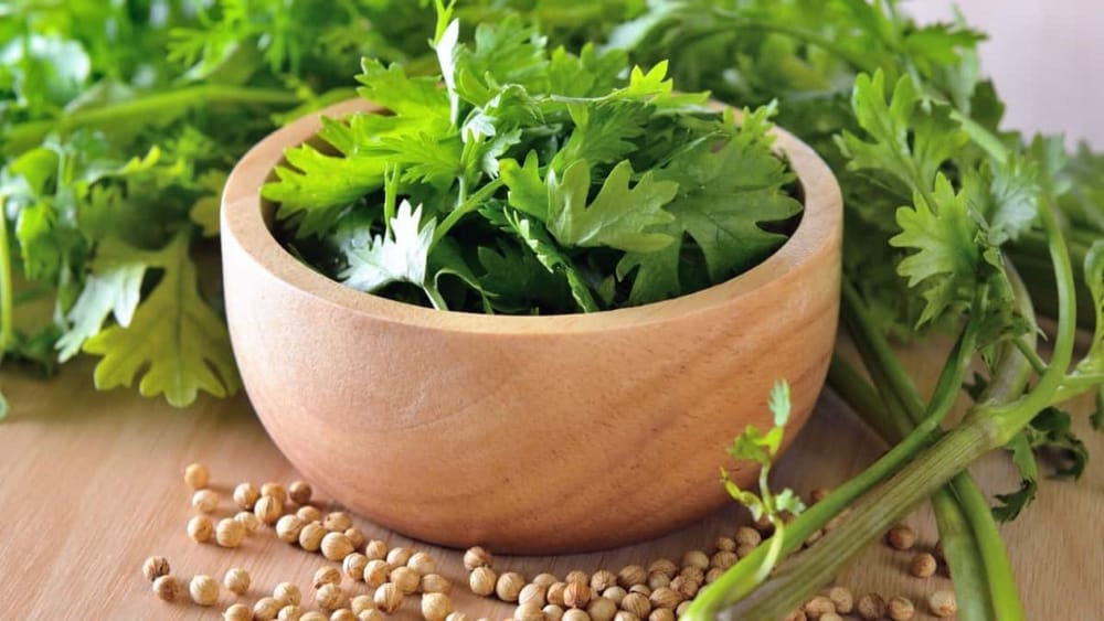 కొత్తమీర త్వరగా వాడిపోతుందా?.. ఈ సింపుల్‌ టిప్స్‌ పాటిస్తే వారం రోజులైనా ఫ్రెష్‌గా ఉంచుకోవచ్చు!