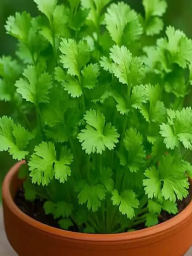 మీ ఇంటిలో కొత్తిమీర త్వరగా పాడైపోతుందా.. బెస్ట్ టిప్స్ మీకోసమే!