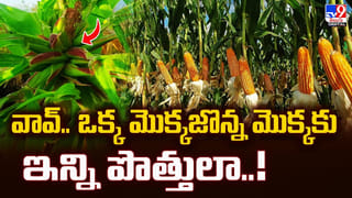 దేవతా వృక్షాల్లో ఇవే నెంబర్‌ వన్‌… కాశీ తర్వాత ఇక్కడే…