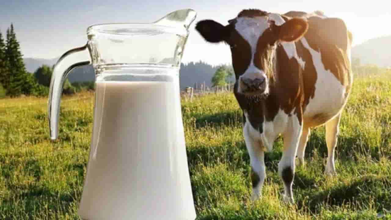 Milk: ఆవు పాలు మంచివా, గేదె పాలు మంచివా.. వైద్యులు ఏం చెబుతున్నారు?