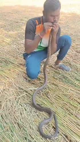 Viral Video: నోట్లో నోరుపెట్టి.. చావుబతుకుల్లో ఉన్న పాముకు CPRతో ప్రాణభిక్ష