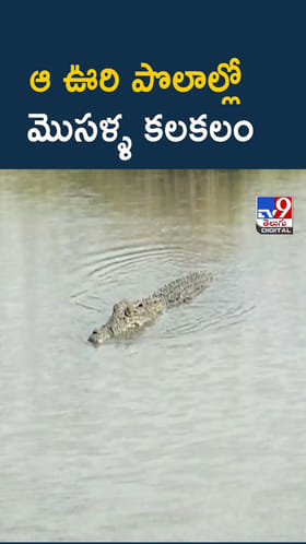 వామ్మో.. పొలాల్లోకి మొసళ్ళు..