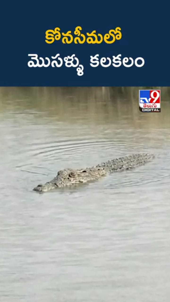 Crocodiles: కోనసీమలో మొసళ్ళు కలకలం..ఇదిగో వీడియో..!