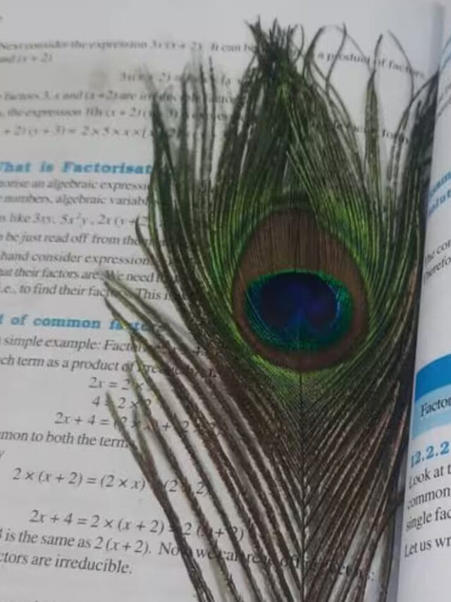 నెమలి ఈకను పుస్తకంలో పెట్టుకోవడం వలన కలిగే ఫలితాలు ఇవే!