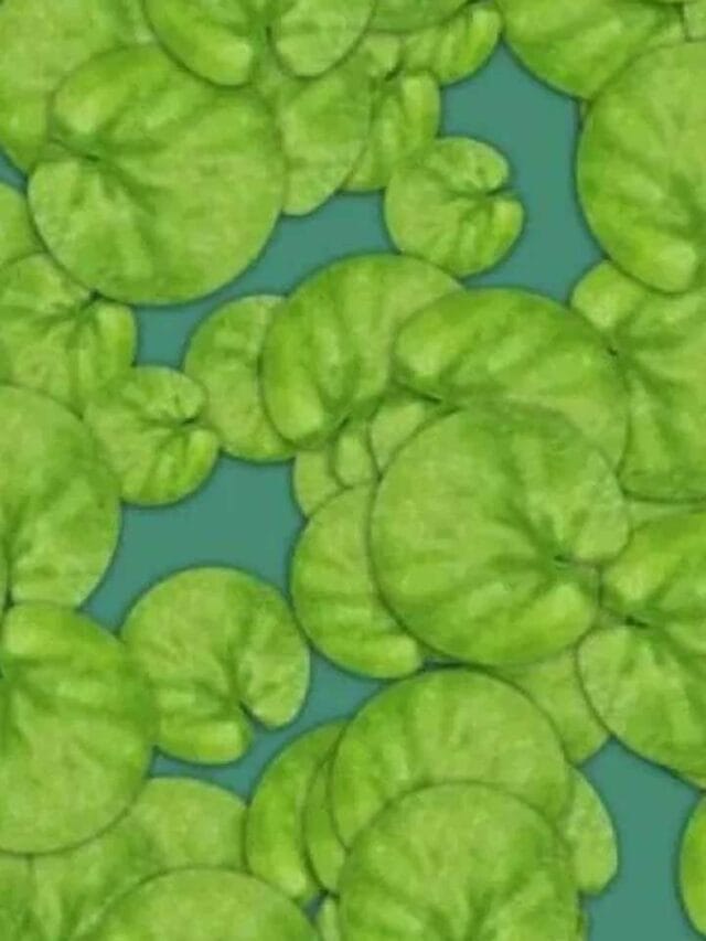 తెలివైనవారికి సవాల్.. ఇందులో ఉన్న కప్పను గుర్తించండి!