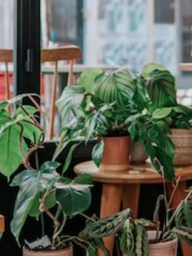 బాబోయ్.. దురదృష్టకరం.. ఇంట్లో ఈ మొక్కలు ఎట్టిపరిస్థితుల్లో ఉండకూడదు!