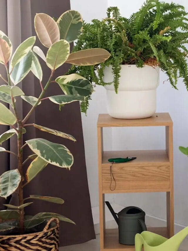 ఈ మొక్కలు మీ ఇంట్లో ఉంటే ఇక అదృష్టానికి కొదవే ఉండదు!