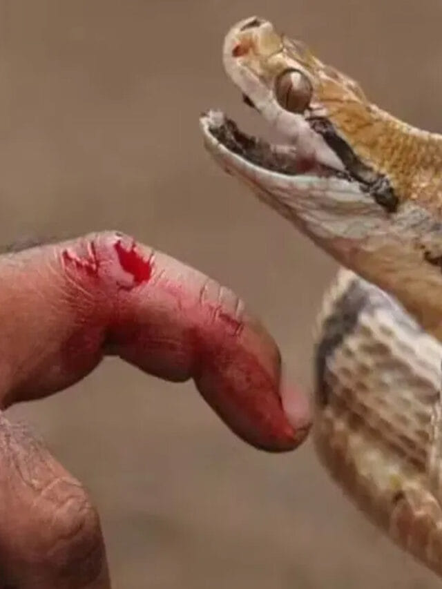 పాము కాటు వేసిన వెంటనే ఇలా చేస్తున్నారా? అయితే మీరు డేంజర్‌లో పడ్డట్లే!