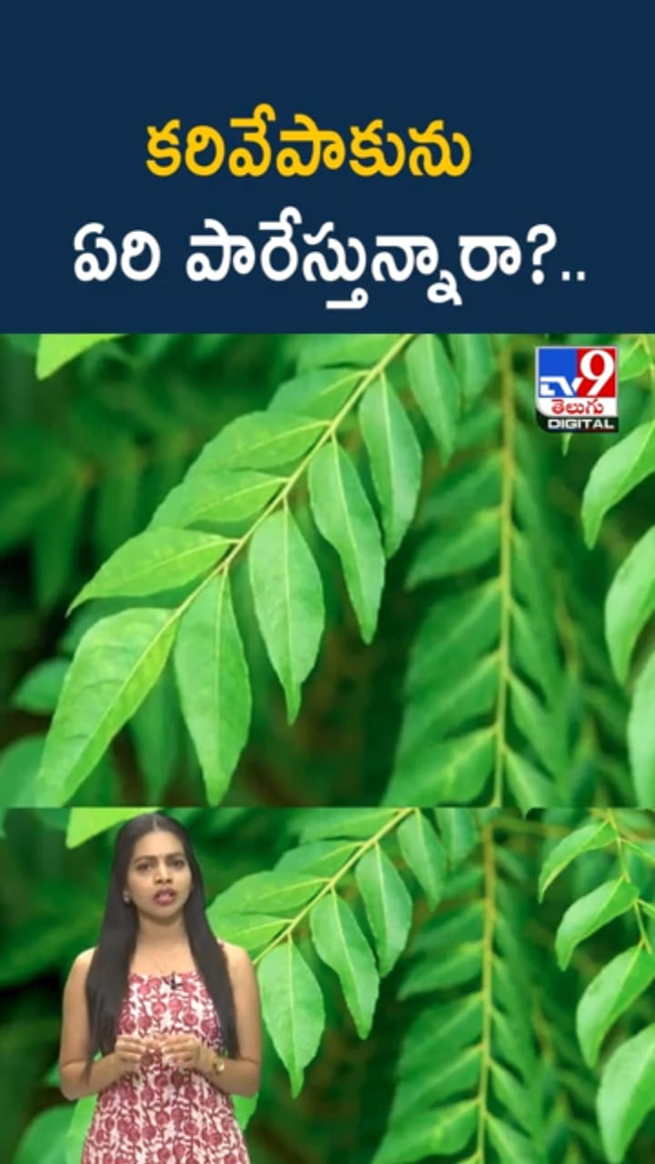 Curry Leaves: కూరలో కరివేపాకును ఏరి పారేస్తున్నారా..?