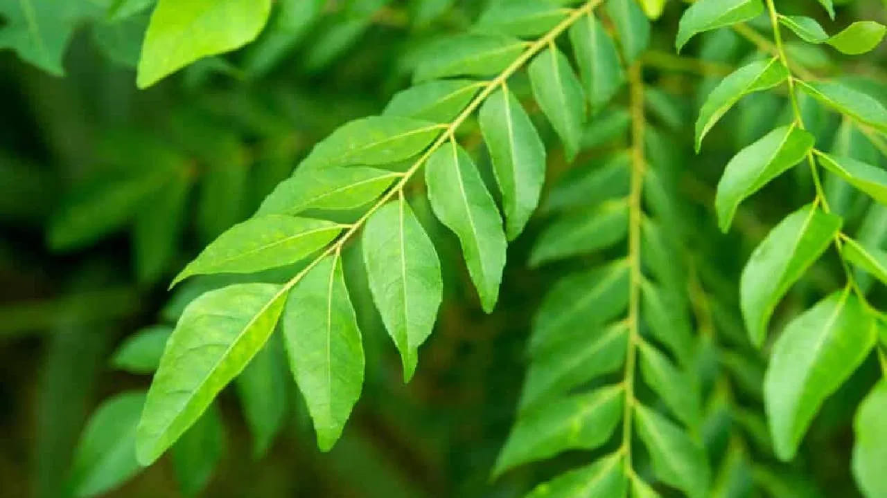 
జుట్టు పెరుగుదల - కుదుళ్ల బలం: కరివేపాకు జుట్టు ఆరోగ్యానికి ఎంత మేలు చేస్తుందో అందరికీ తెలిసిందే. ఇందులోని అమైనో ఆమ్లాలు, విటమిన్లు జుట్టు కుదుళ్లకు పోషణనిస్తాయి. జుట్టు రాలడాన్ని తగ్గించి, అకాల తెల్ల జుట్టును నివారిస్తుంది. తల చర్మంలో రక్త ప్రసరణను పెంచి జుట్టు వేగంగా పెరిగేలా చేస్తుంది.