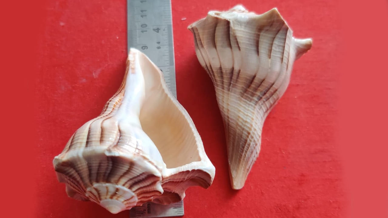 దక్షిణవర్తి శంఖం (కుడి చేతి శంఖం): పురాణాల ప్రకారం, దక్షిణవర్తి శంఖం క్షీరసాగర మథనం సమయంలో ఉద్భవించింది. ఈ అరుదైన శంఖాన్ని ఇంట్లో ఉంచుకోవడం సానుకూల శక్తిని, శ్రేయస్సును ఆకర్షిస్తుందని నమ్ముతారు. ఇది కుడి చేతి శంఖం కాబట్టి ఇది ప్రత్యేకమైనది. శుక్రవారం నాడు దక్షిణవర్తి శంఖాన్ని ఇంటికి తీసుకురావడం వల్ల ఆర్థిక లాభాలు వస్తాయని చెబుతారు.