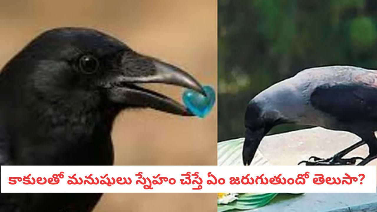 Crow Behavior: కాకులు మనుషులను గుర్తుపెట్టుకుని బహుమతులు ఇస్తాయా?.. శాస్త్రవేత్తలకే షాక్!
