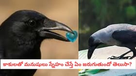 కాకులతో మనుషులు స్నేహం చేస్తే ఏం జరుగుతుందో తెలుసా?