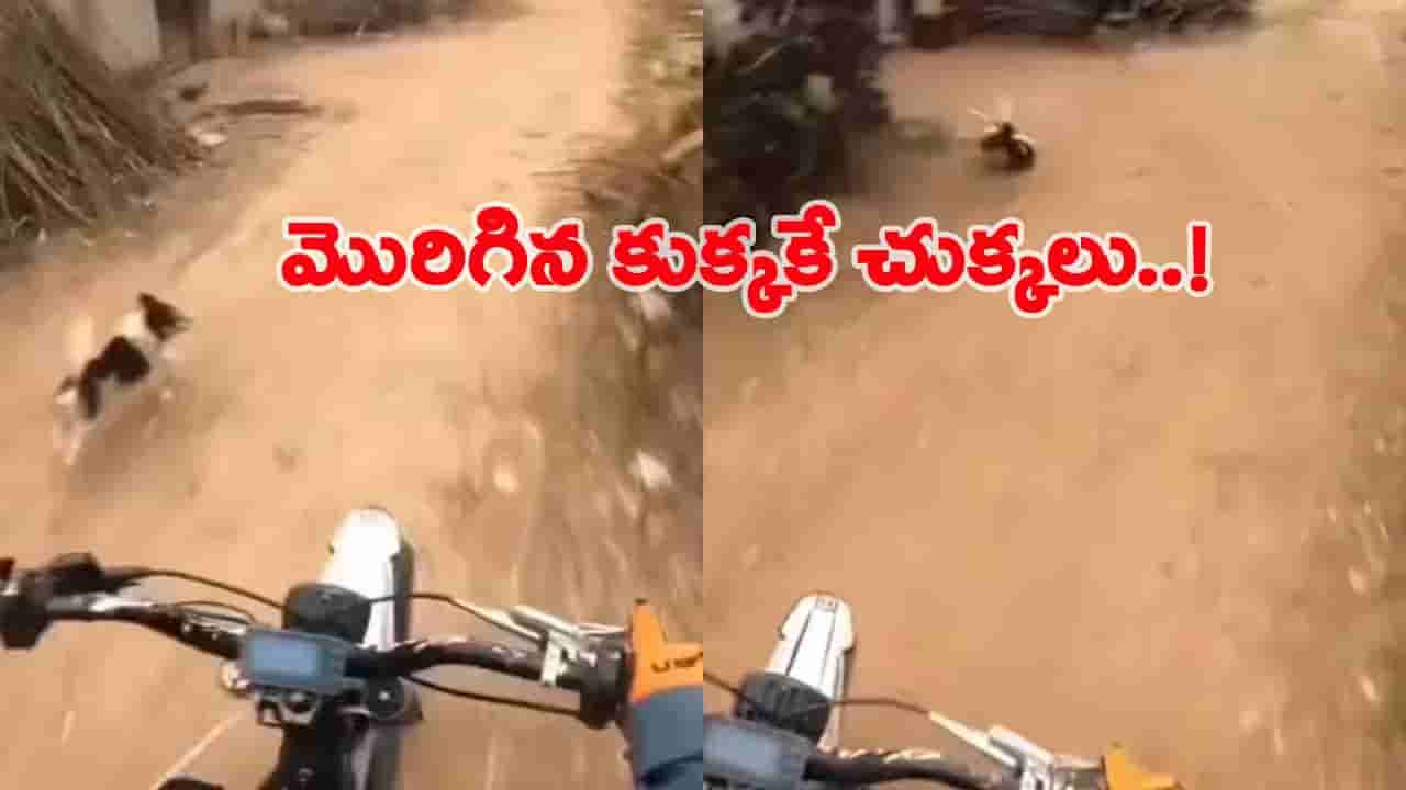 Viral Video: బైక్పై వెళ్తుండగా.. మొరిగిన కుక్క.. బైక్ రైడర్ చేసిన పనికి పరుగో.. పరుగు..!