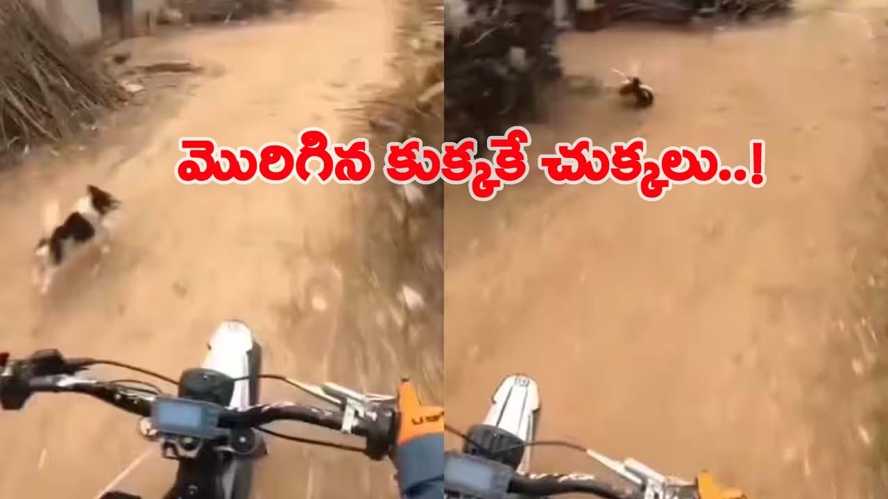 Viral Video: బైక్పై వెళ్తుండగా.. మొరిగిన కుక్క.. బైక్ రైడర్ చేసిన పనికి పరుగో.. పరుగు..!