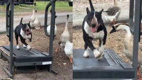 ట్రెడ్‌మిల్‌పై కుక్క వ్యాయామం..!