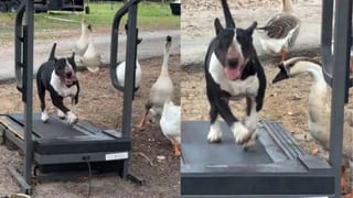 ట్రెడ్‌మిల్‌పై కుక్క వ్యాయామం.. అటుగా వచ్చిన బాతుల గుంపు.. ఫన్నీ వీడియో వైరల్!