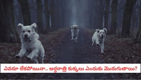 ఎవరూ లేకపోయినా.. అర్ధరాత్రి కుక్కలు ఎందుకు మొరుగుతాయి?