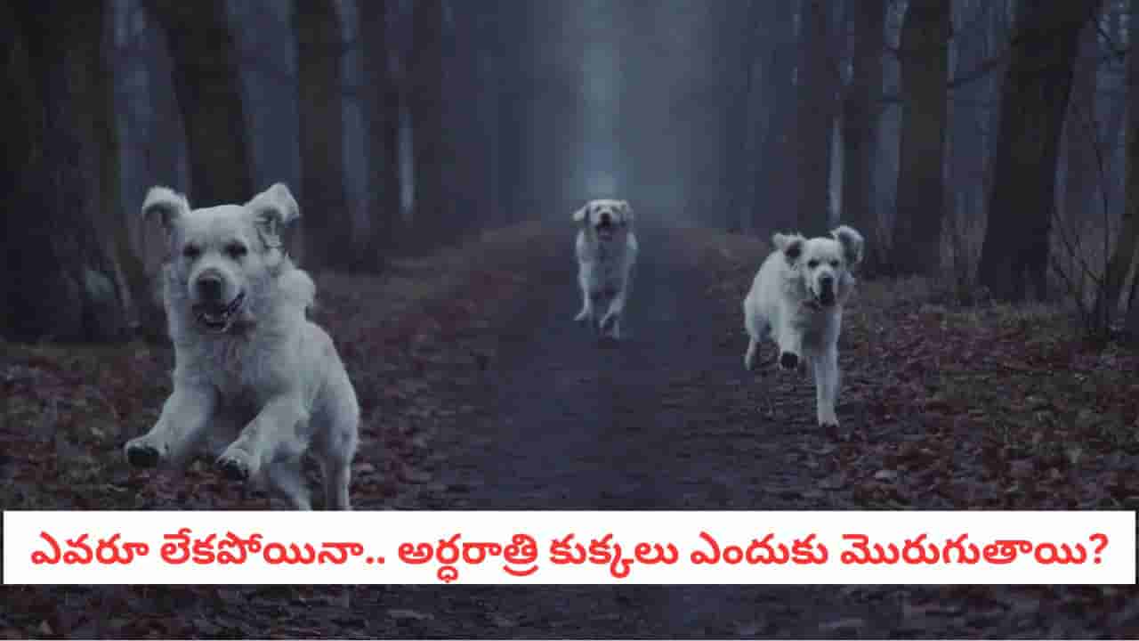 Dog Facts: కుక్కలు దయ్యాలను చూస్తాయా? సైన్స్ చెప్పిన అసలు రహస్యమిదే!