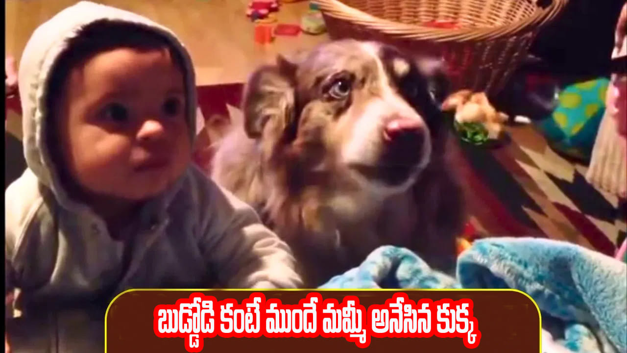 Viral Video: “అమ్మ బాబోయ్.. ఈ కుక్క మాటలు వింటే షాక్ అవ్వాల్సిందే! చిన్నారి కంటే ముందే ‘మమ్మీ’ అని పిలిచిందిగా!”
