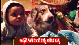 ఫుడ్ కోసం మమ్మీ అనేసిన కుక్క.. వైరల్ అవుతున్న క్రేజీ వీడియో