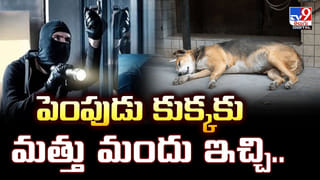 గడ్డివాములో నల్లత్రాచు హల్‌చల్‌.. భయంతో జనం పరుగులు