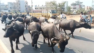 Watch: మూగజీవాల పోరు.. వందలాది బర్రెలతో వినూత్న నిరసన.. ఎక్కడో కాదు మన దగ్గరే..