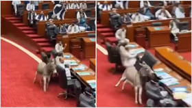 Viral Video: పాక్‌ పార్లమెంటులో దూరిన గాడిద హల్‌చల్‌...