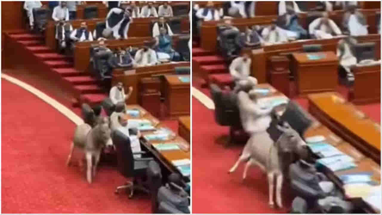 Viral Video: పాక్ పార్లమెంటులో దూరిన గాడిద హల్చల్... నిజమైనదా? లేక ఏఐతో తయారు చేసిందా?