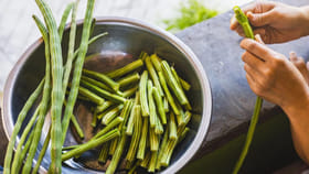 మునగ వీరికి విషంతో సమానం.. ముట్టుకుంటే బండి షెడ్డుకే!