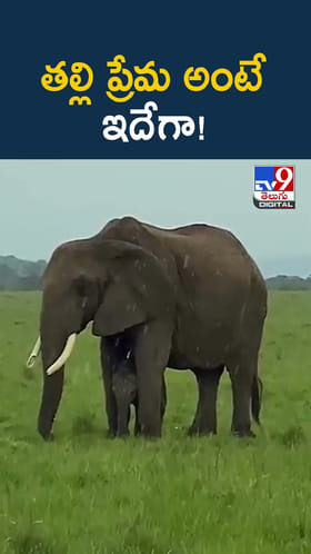 మిత్రమా.. తల్లి ప్రేమ అంటే ఇదే.. క్యూట్ వీడియో చూశారా..