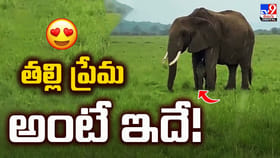 జోరు వానలో చిక్కుకున్న ఏనుగు.. గొడుగుగా మారిన తల్లి ఏనుగు..