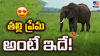 నీరు తోడుతుండగా వచ్చింది చూసి.. పరుగో పరుగు..