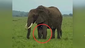 అసలైన తల్లి ప్రేమ అంటే ఇదే..!