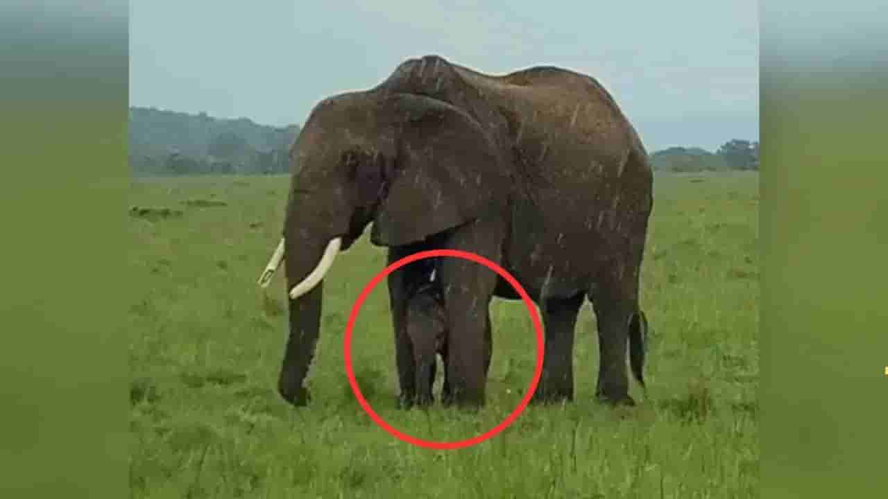 Viral Video: దీనినే తల్లి ప్రేమ అంటారు..! జోరు వానలో బిడ్డకు గొడుగుగా మారిన ఏనుగు..!