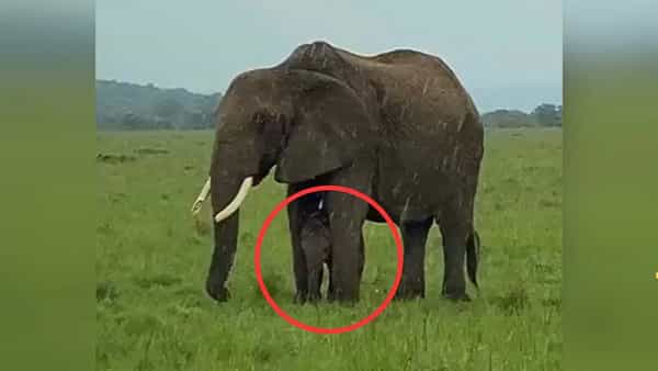 Viral Video: దీనినే తల్లి ప్రేమ అంటారు..! జోరు వానలో బిడ్డకు గొడుగుగా మారిన ఏనుగు..!