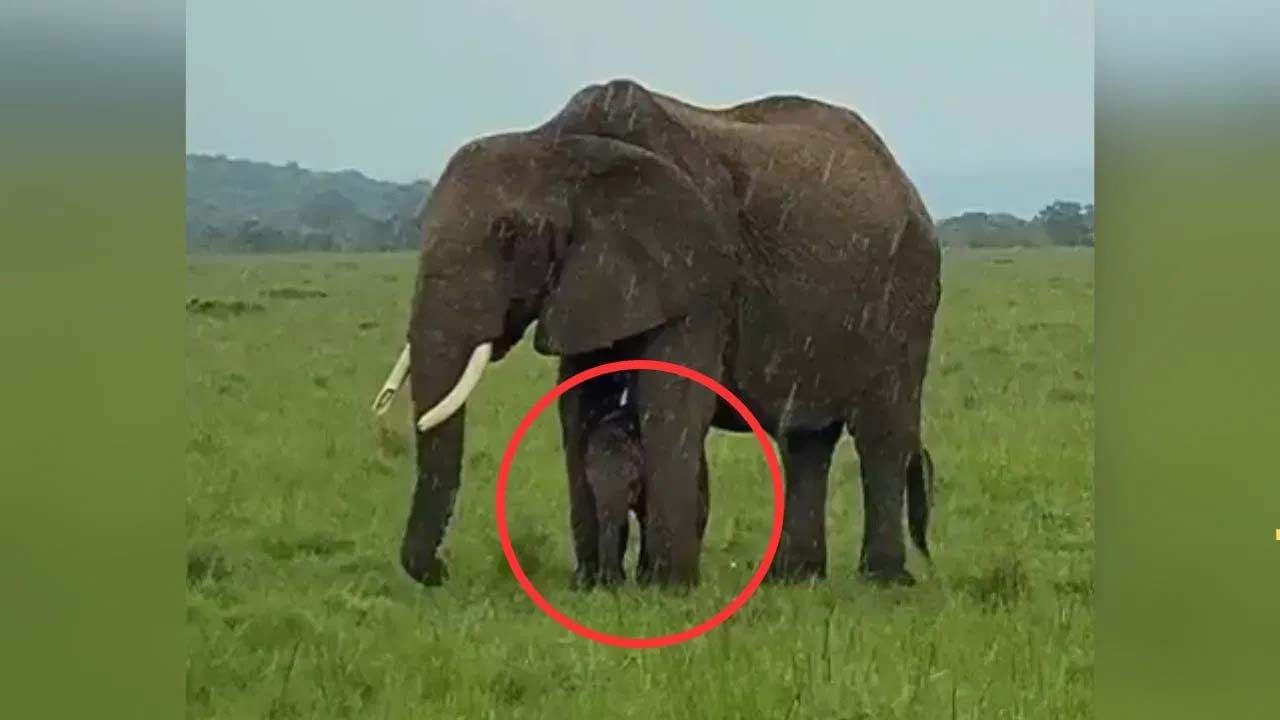 Viral Video: దీనినే తల్లి ప్రేమ అంటారు..! జోరు వానలో బిడ్డకు గొడుగుగా మారిన ఏనుగు..!