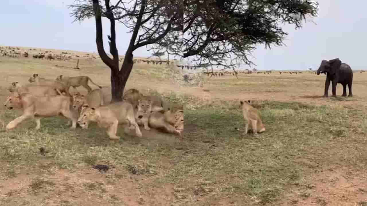 Viral Video: ఇది కదా రాజసం.. గజరాజు రాకతో తోకముడిచి పారిపోయిన మృగరాజు..!