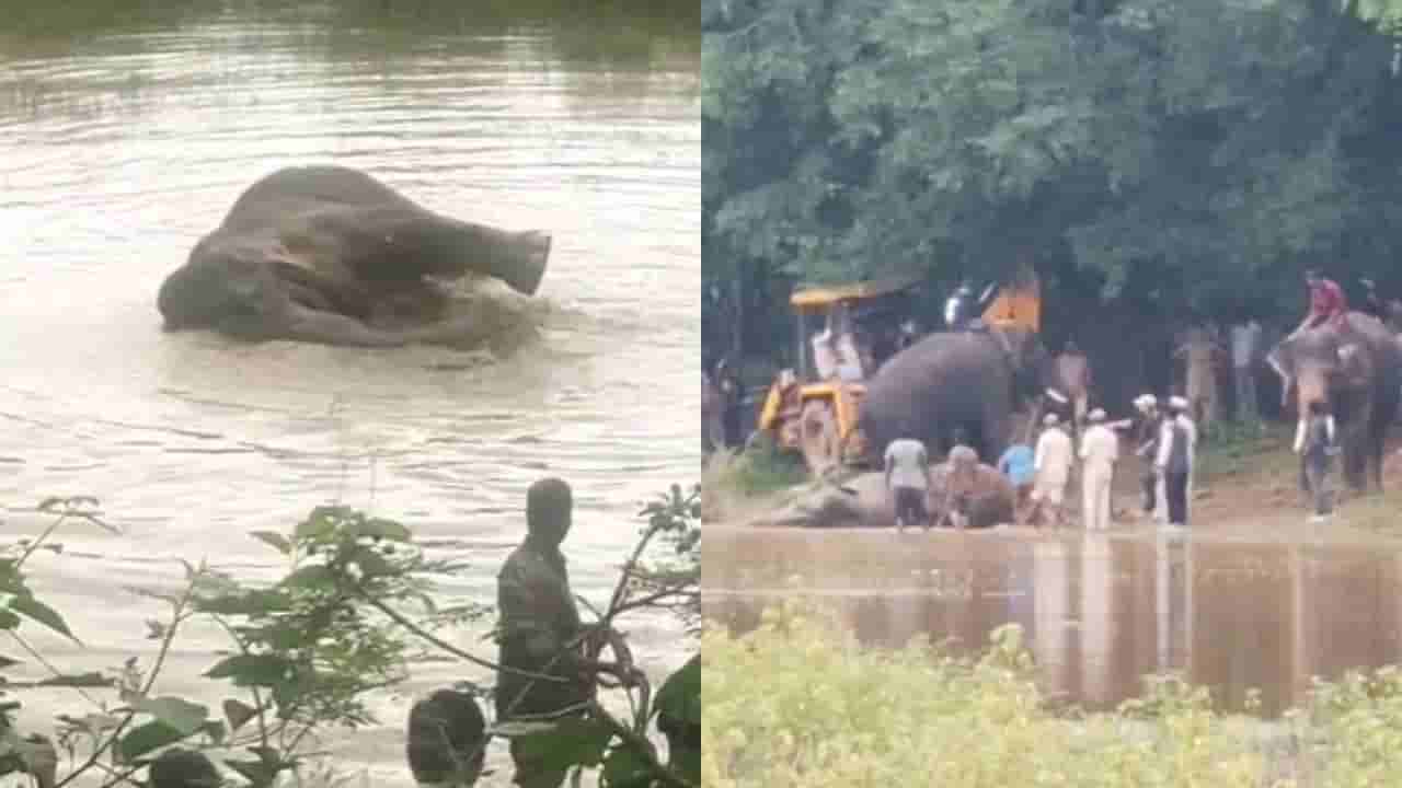 Watch: అయ్యో దేవుడా.. కాలు విరిగి బురదలో అల్లాడిన ఏనుగు.. ఆ తర్వాత ఏం జరిగిందంటే..