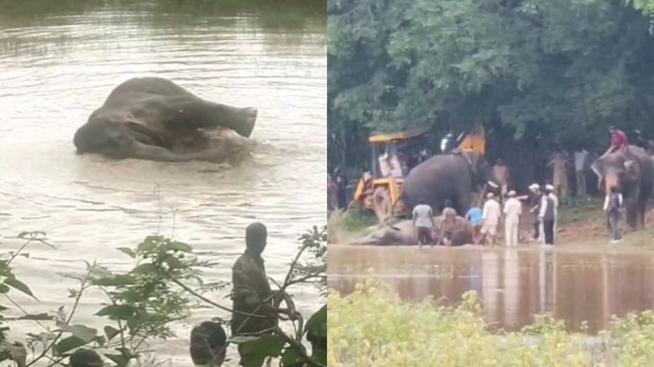 Watch: అయ్యో దేవుడా.. కాలు విరిగి బురదలో అల్లాడిన ఏనుగు.. ఆ తర్వాత ఏం జరిగిందంటే..